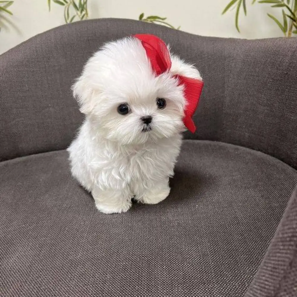 Zdravá štěňátka maltézáka a fenky k adopci zdarma  