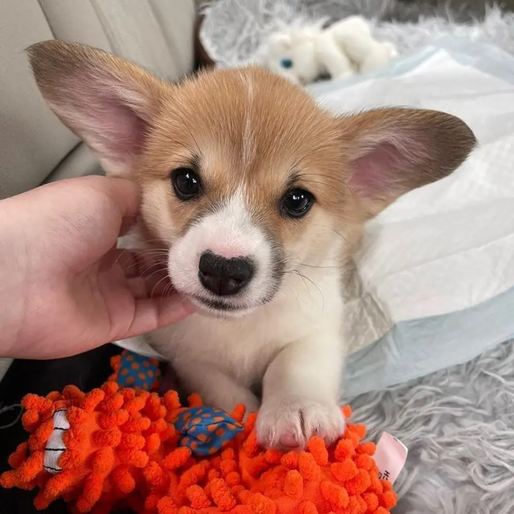  Dárek štěně welsh corgi k adopci zdarma  