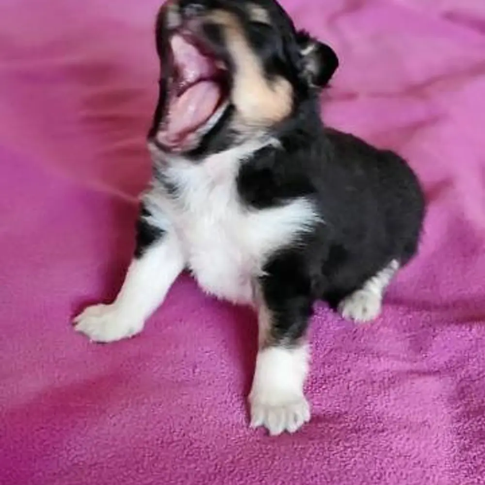 Šeltie - sheltie, pejsci s PP