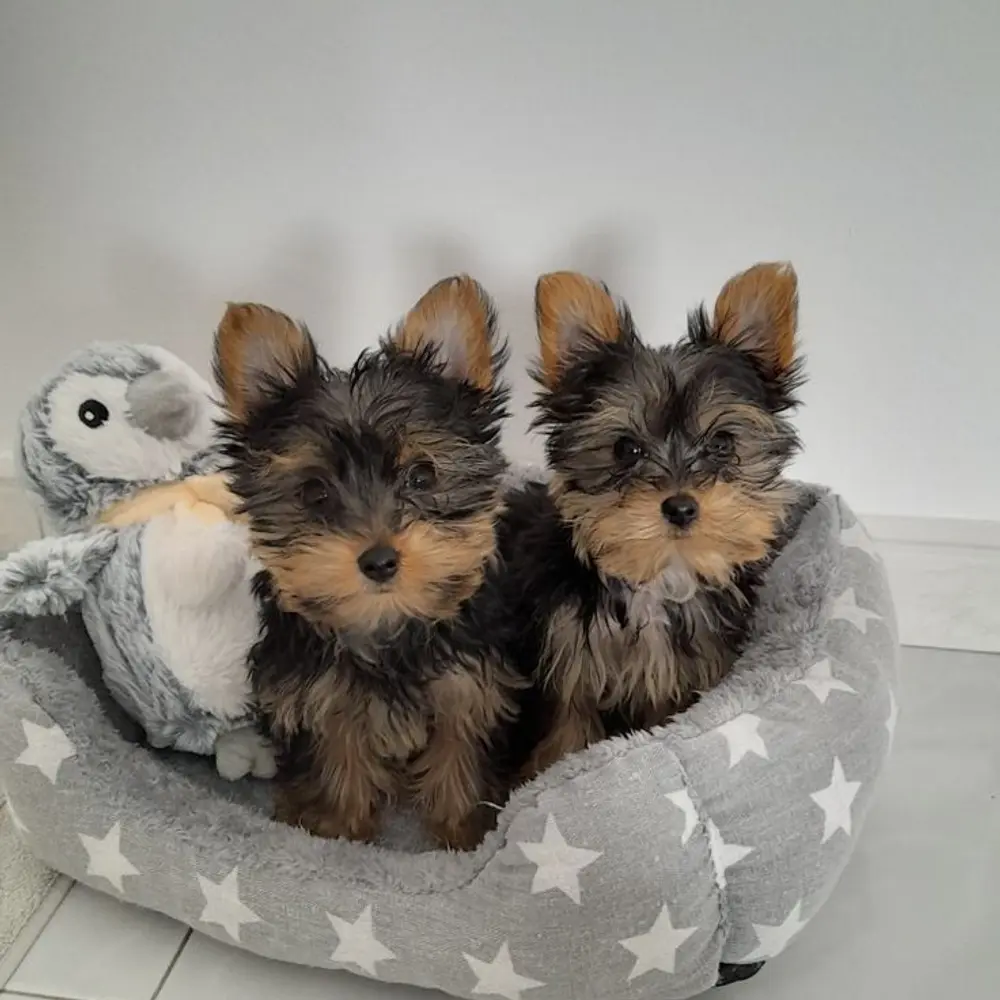 Dárek zdarma Dvě štěňata Yorkie k adopci zdarma  