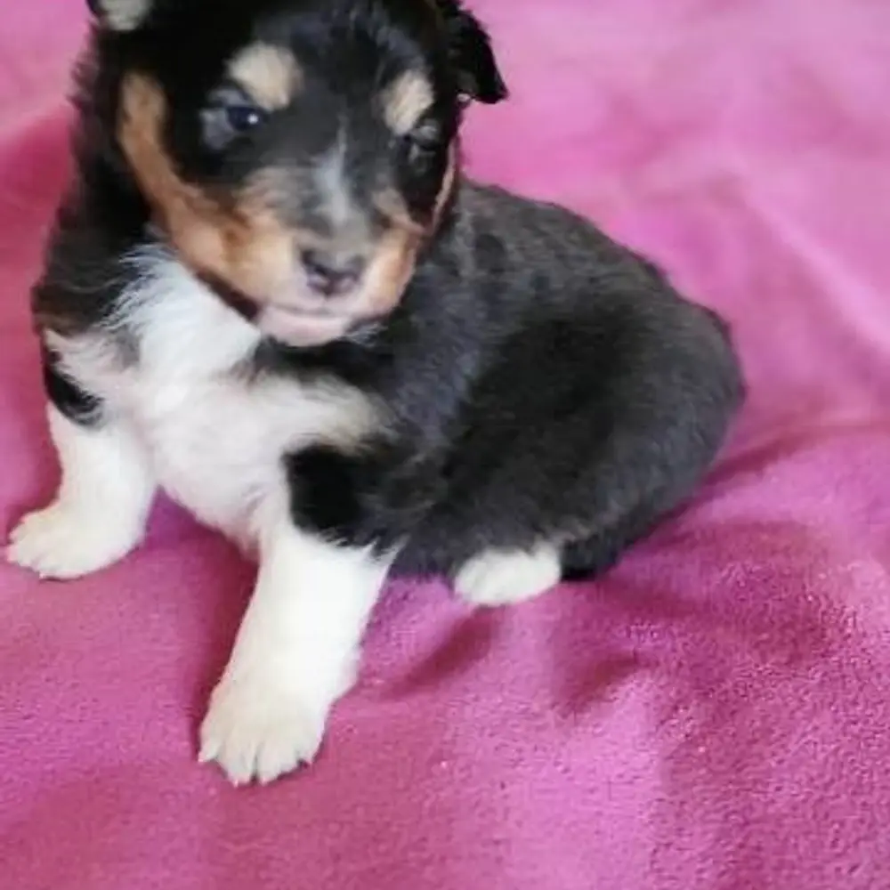 Šeltie - sheltie, pejsci s PP