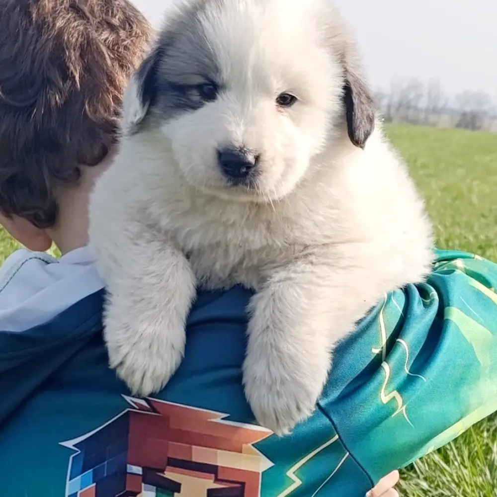 Pyrenejský horský pes chlupáči