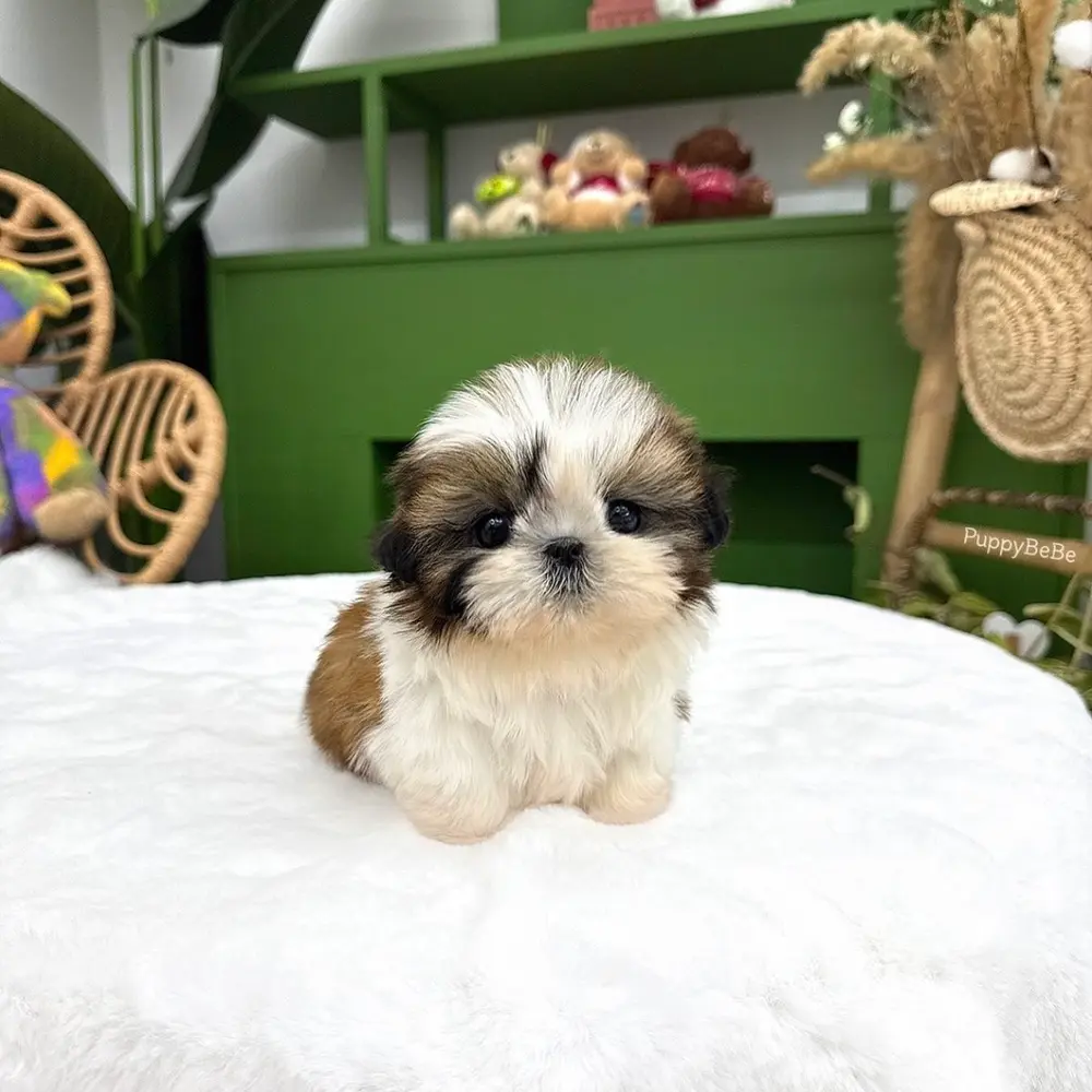 Dárek štěňátka shih tzu k adopci zdarma