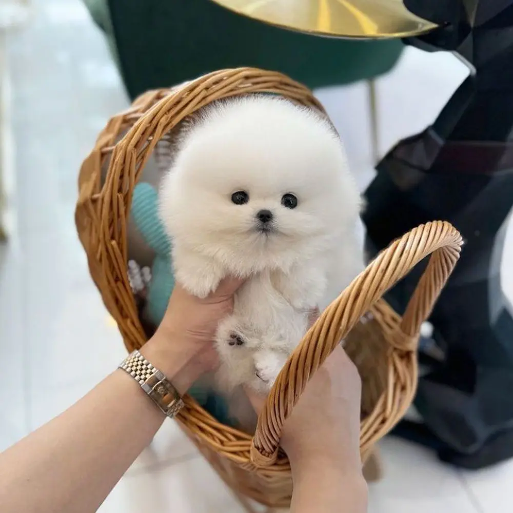 Rozkošná bezplatná štěňata pomeranianů na dárek