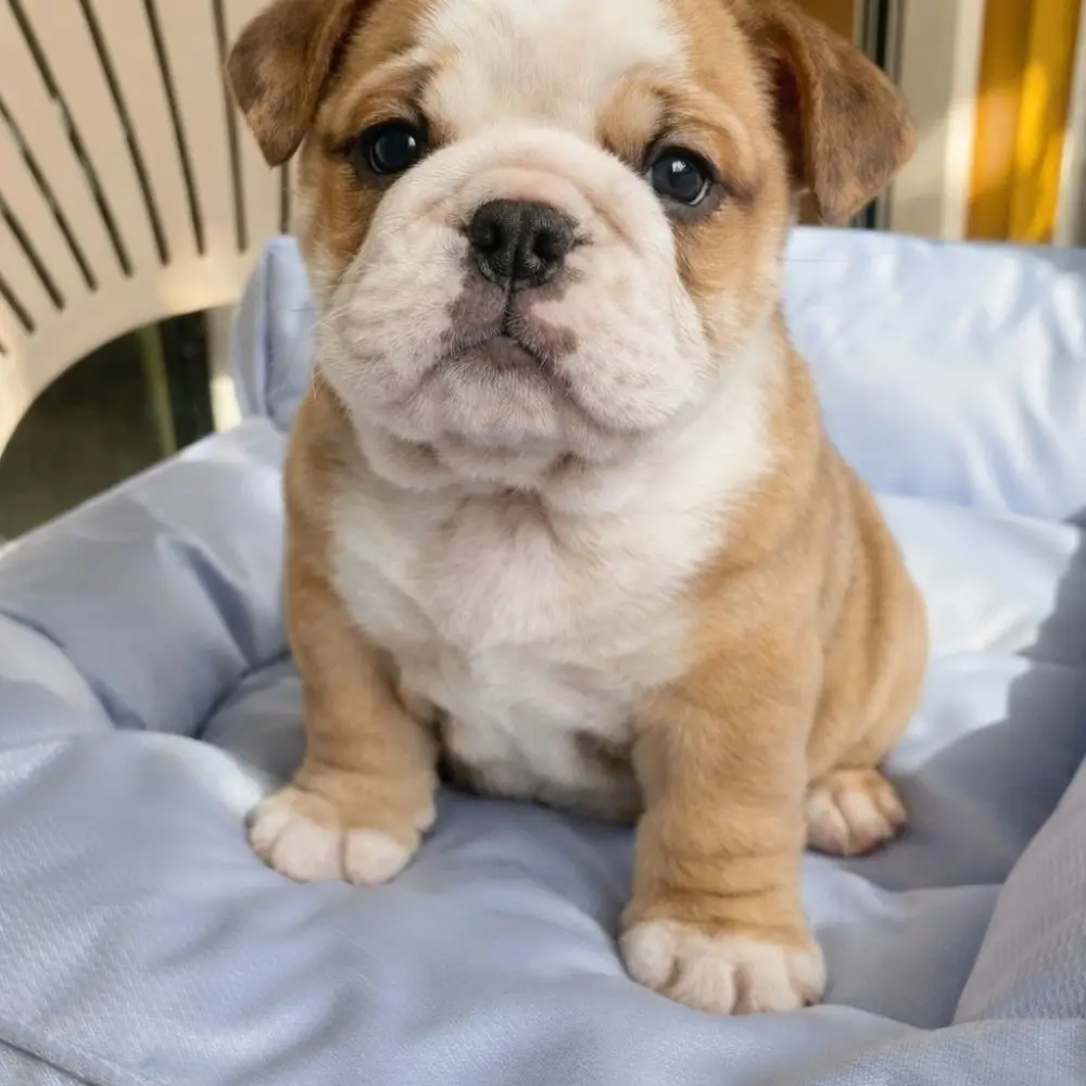 Zdarma  dárek štěňata anglického buldoka k adopci  