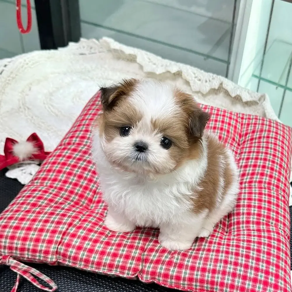 Dárek štěňátka shih tzu k adopci zdarma