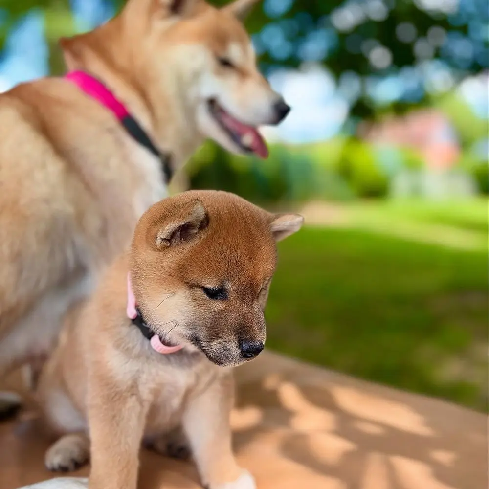 KOUPIT ŠTĚŇATA SHIBA INU SAMCE A SAMICE 