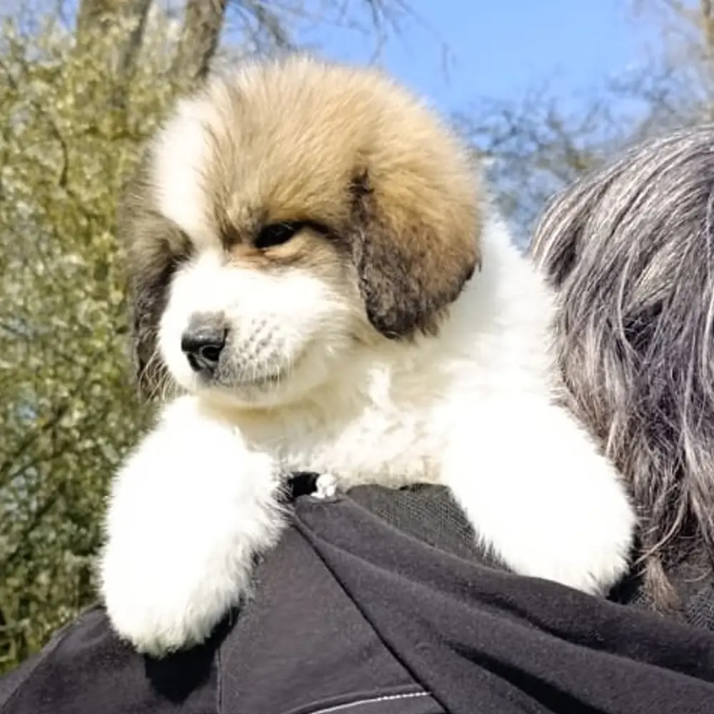 Pyrenejský horský pes chlupáči