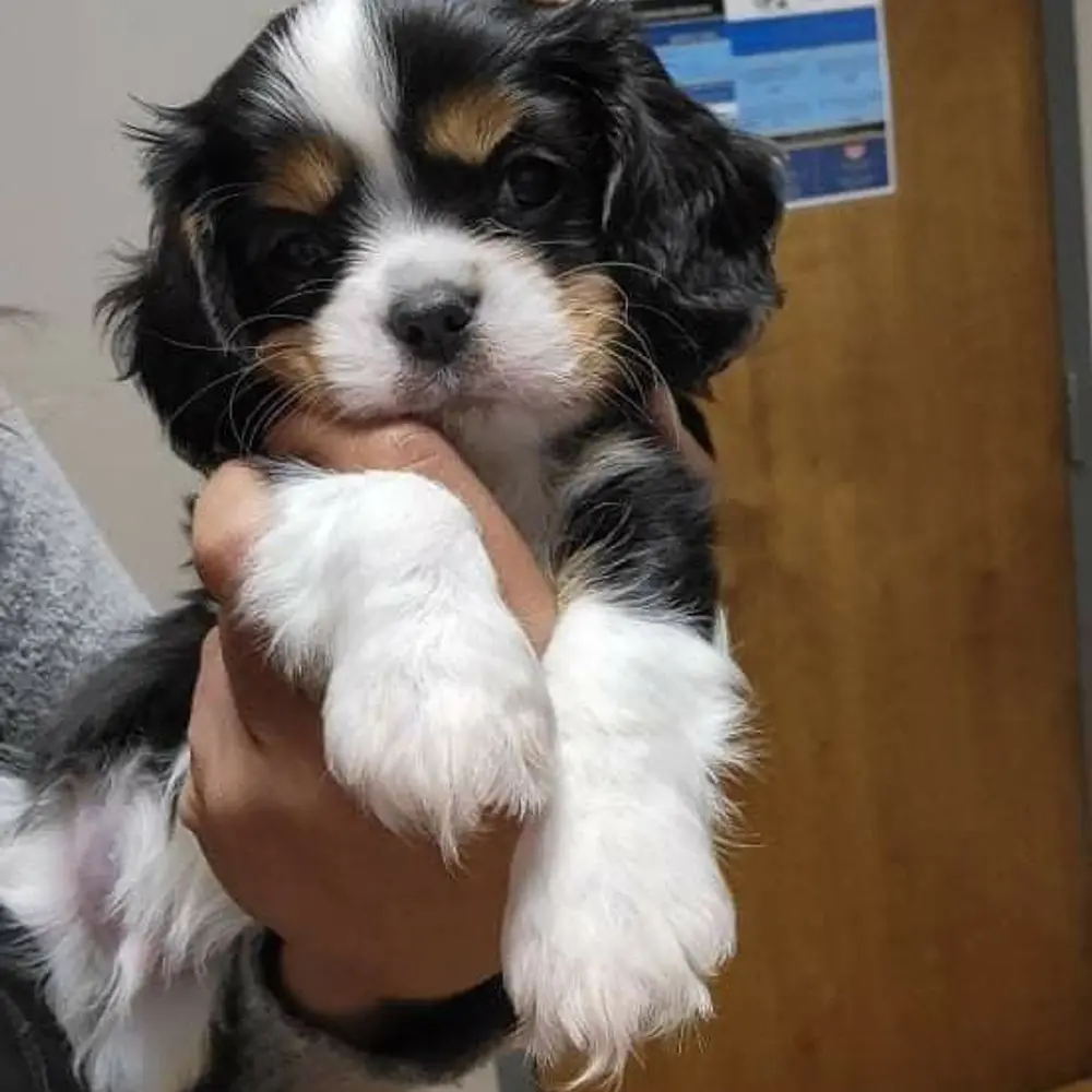 Šteniatka kavaliera king charles spaniela