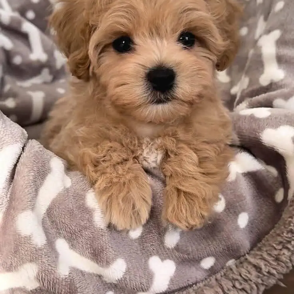 Nabízíme krásná štěňata Maltipoo F1