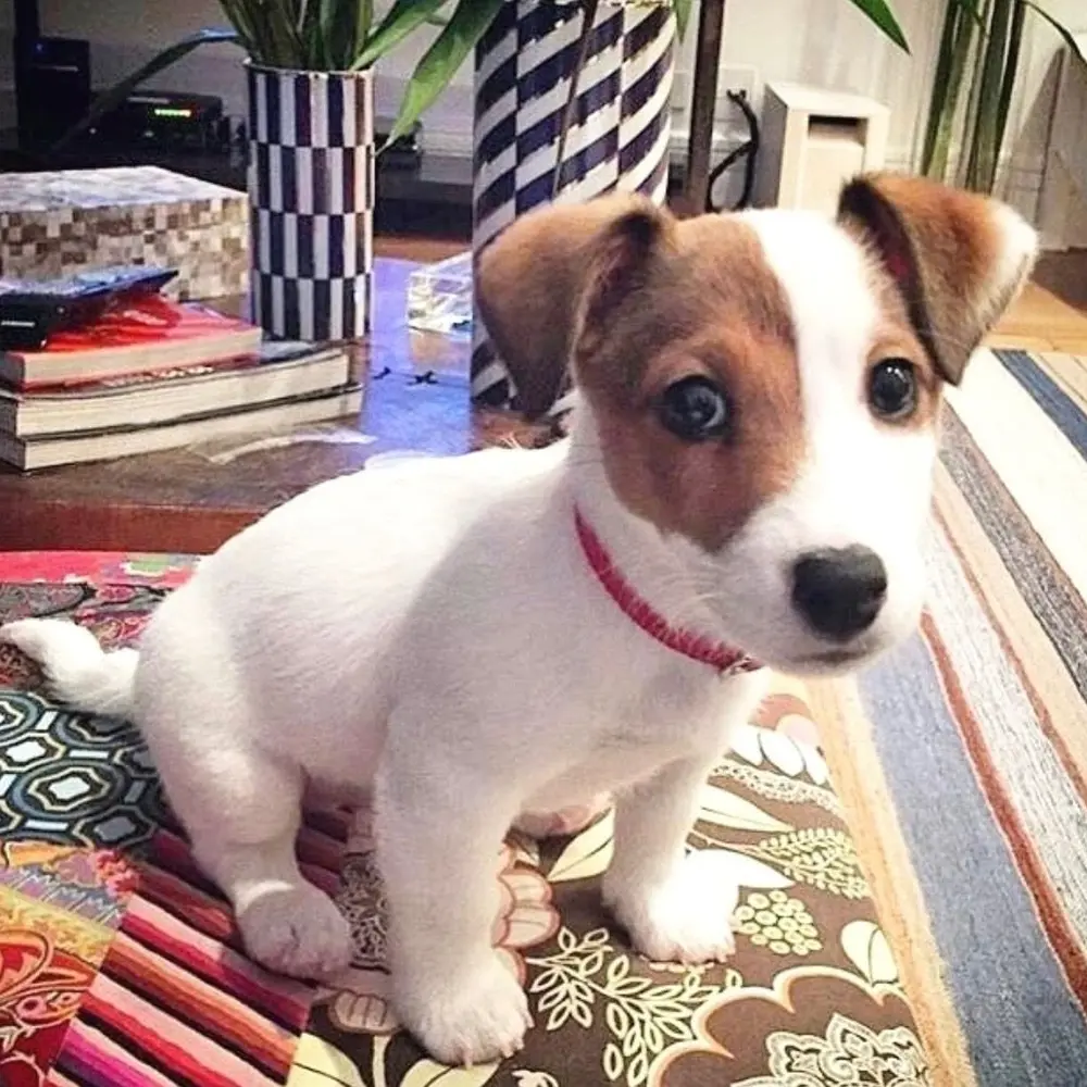 12týdenní štěně jack russella k adopci zdarma  