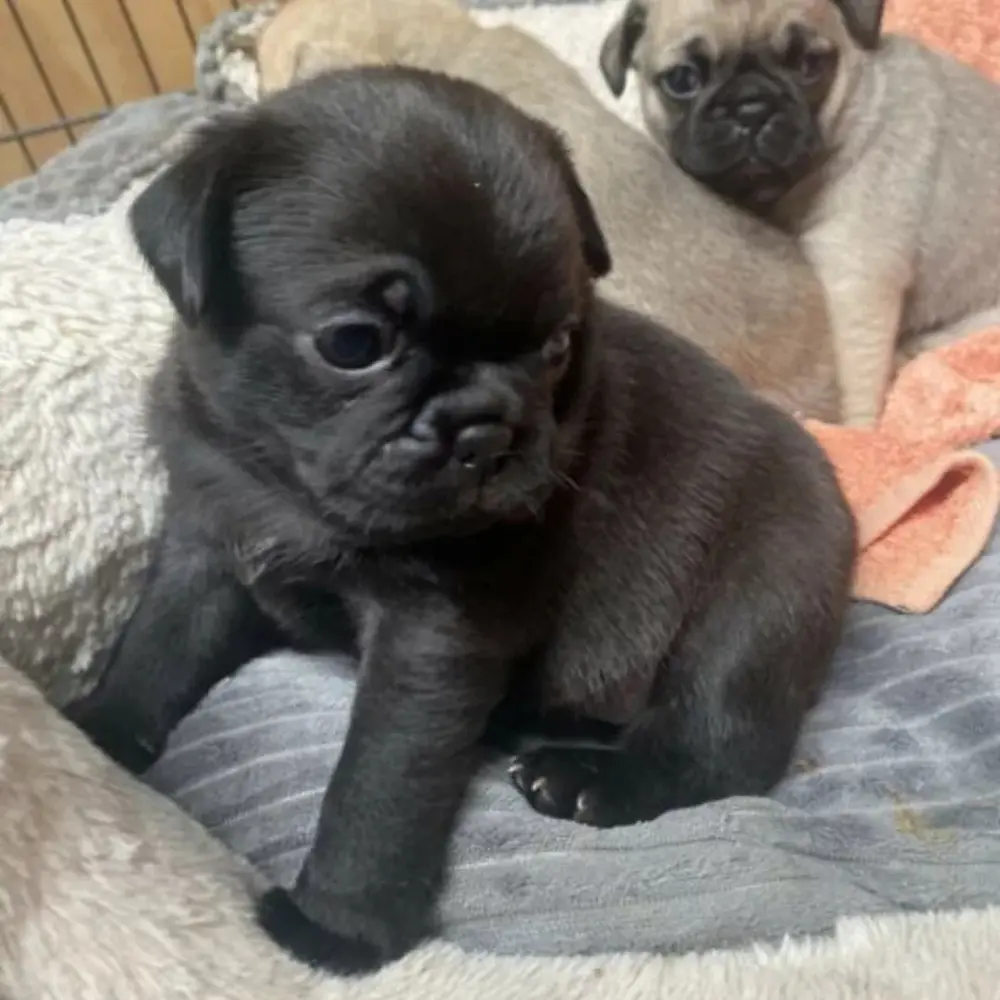 Dárek zdarma krásná štěňata mopse k adopci