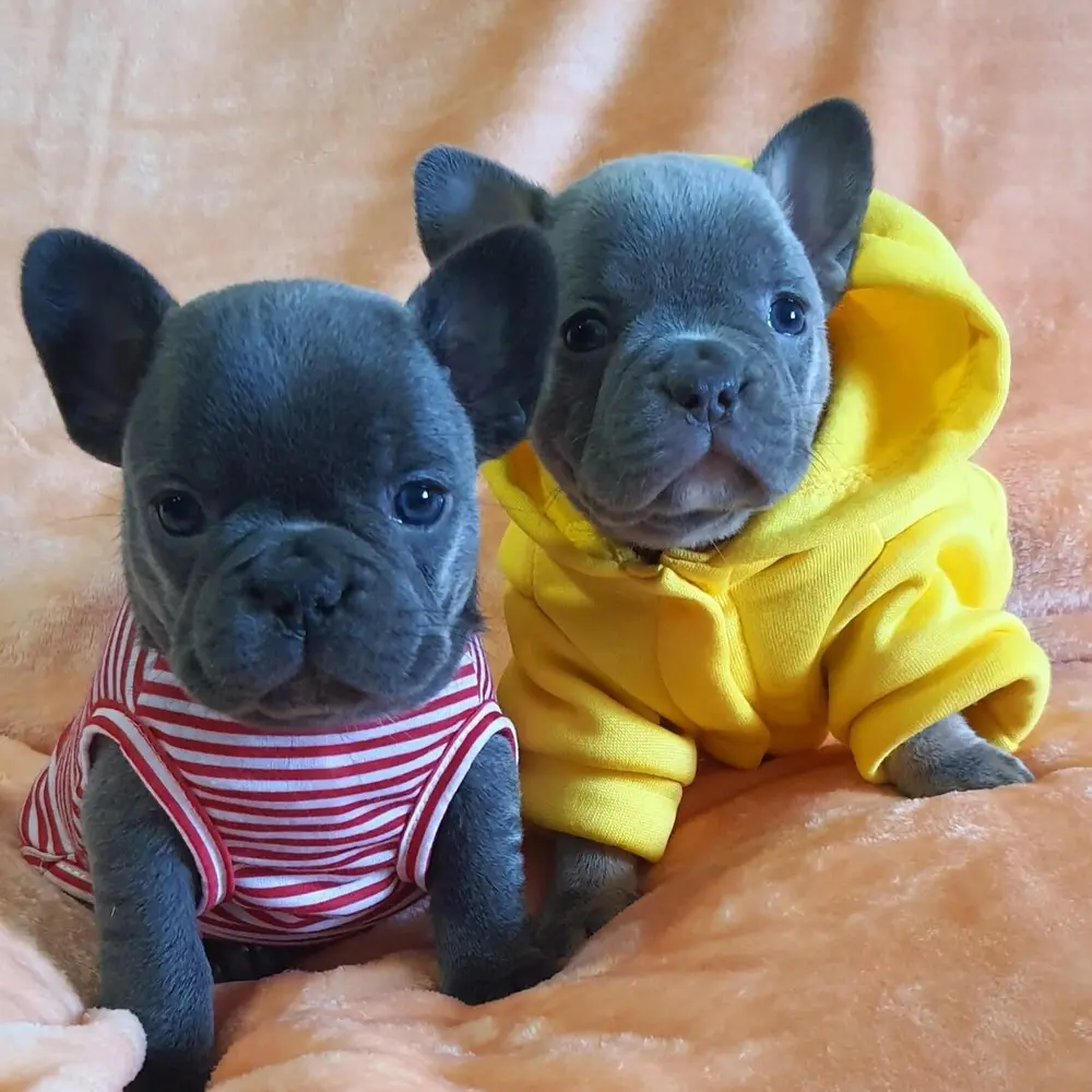 Francouzský buldoček štěňata s PP FCI