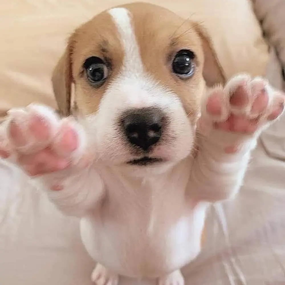 12týdenní štěně jack russella k adopci zdarma  