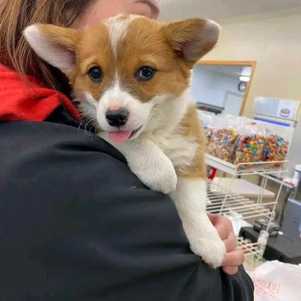 Dárek štěně welsh corgi k adopci zdarma