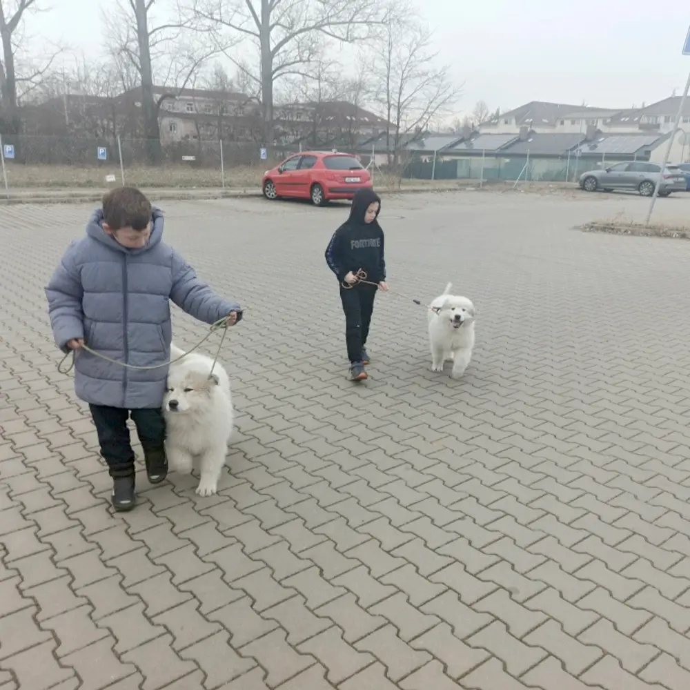 Pyrenejský horský pes chlupáči