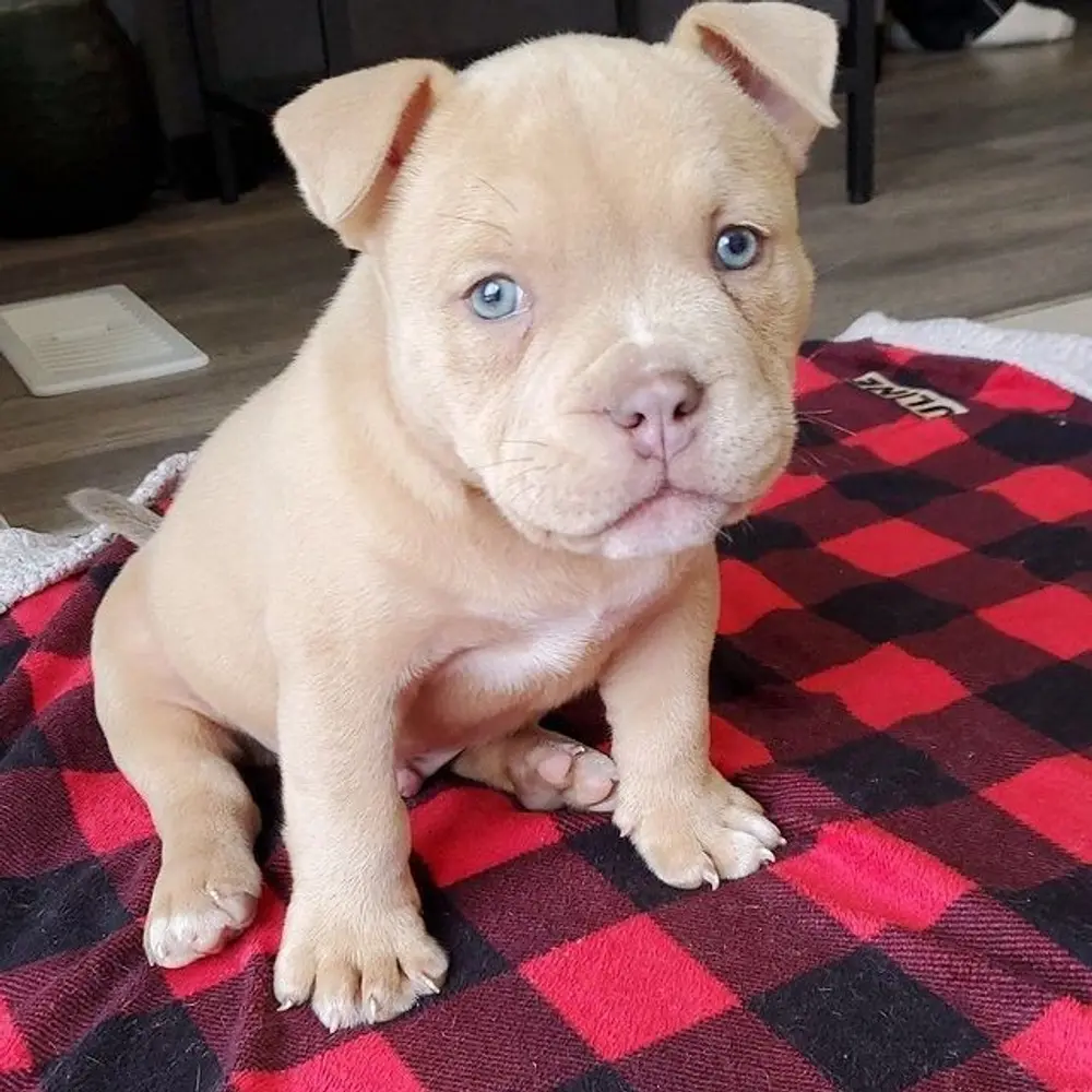 Štěňátko amerického kapesního buldoka k adopci zdarma 