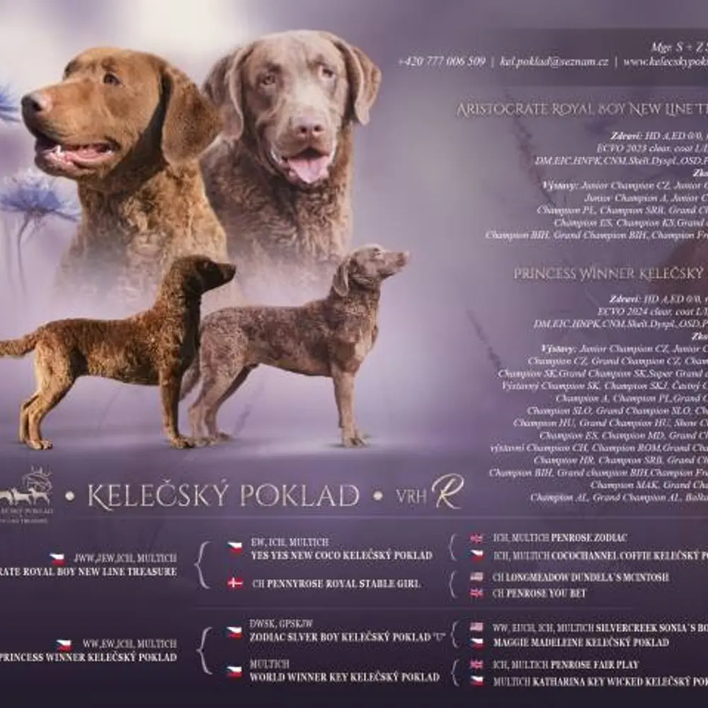 Hnědý retriever(jako hnědý labrador-chesapeake)sPP