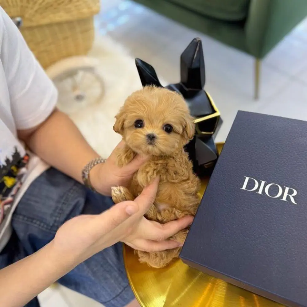 Dárek zdarma krásná štěňátka pudl k adopci zdarma 