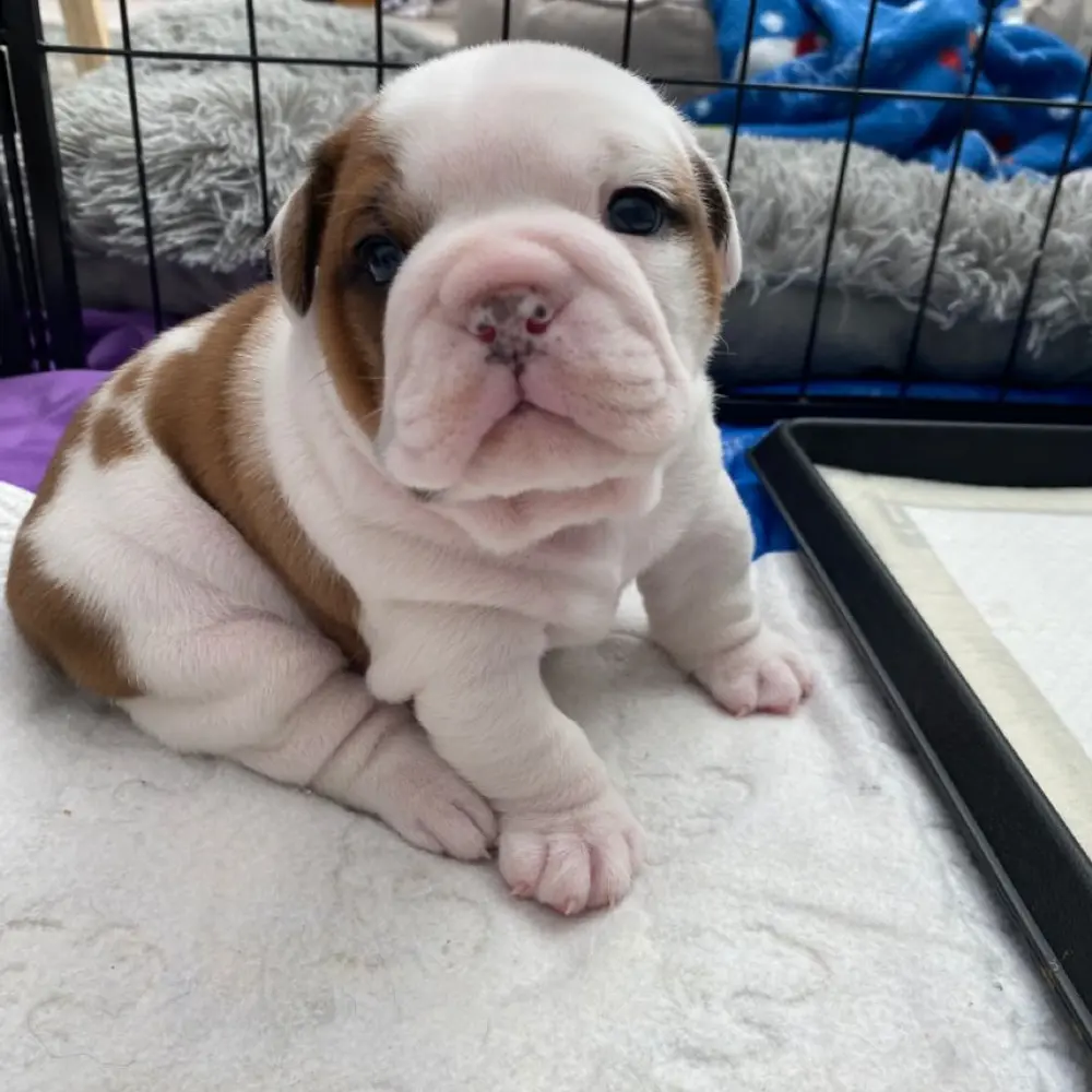 Zdarma dárek štěňata anglického buldoka k adopci