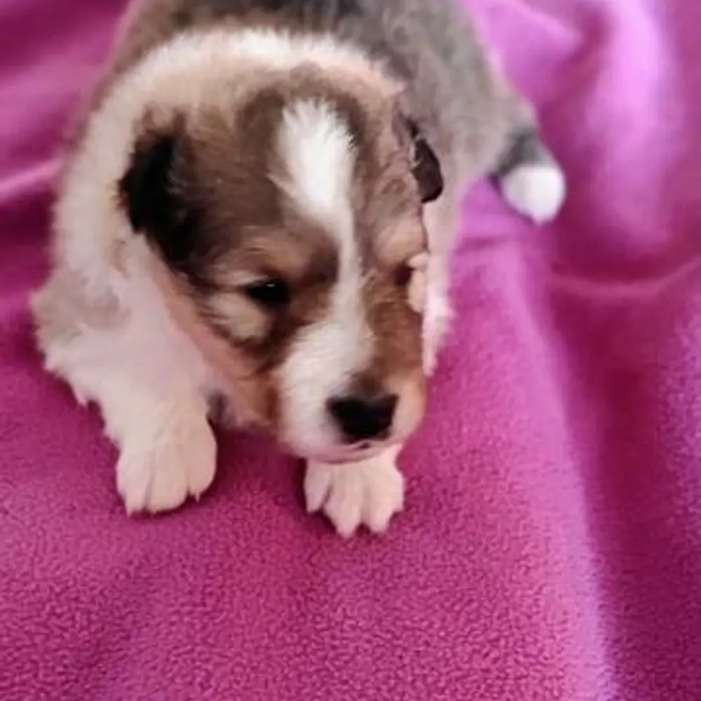 Šeltie - sheltie, pejsci s PP