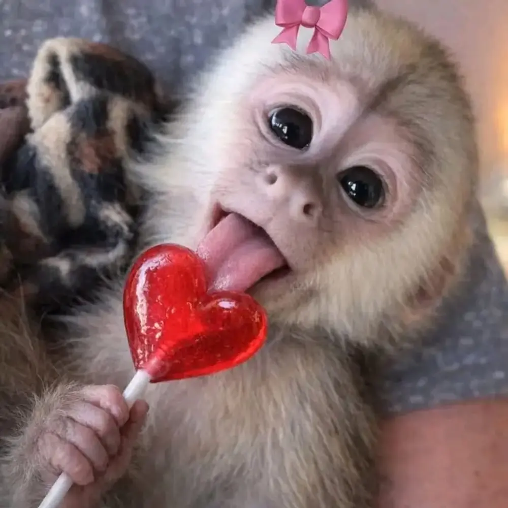  Zdarma Dítě kapucínské opice k adopci nyní zdarma