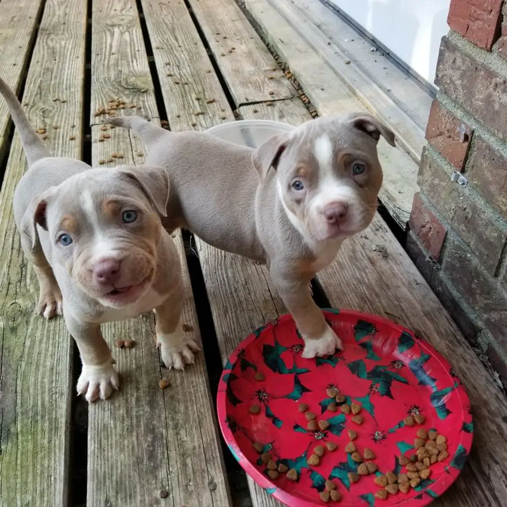 Štěňátko amerického kapesního buldoka k adopci zdarma