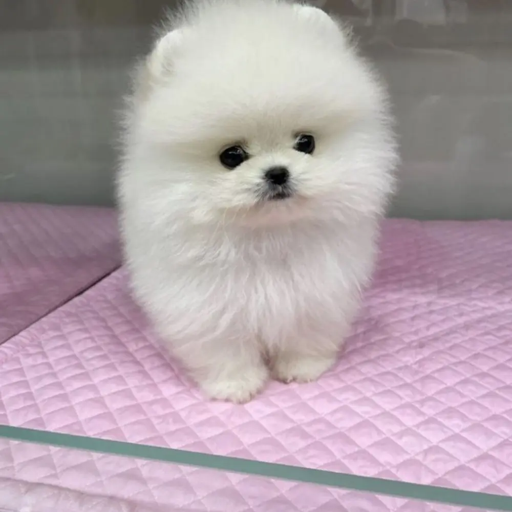 Pomeranian Mini