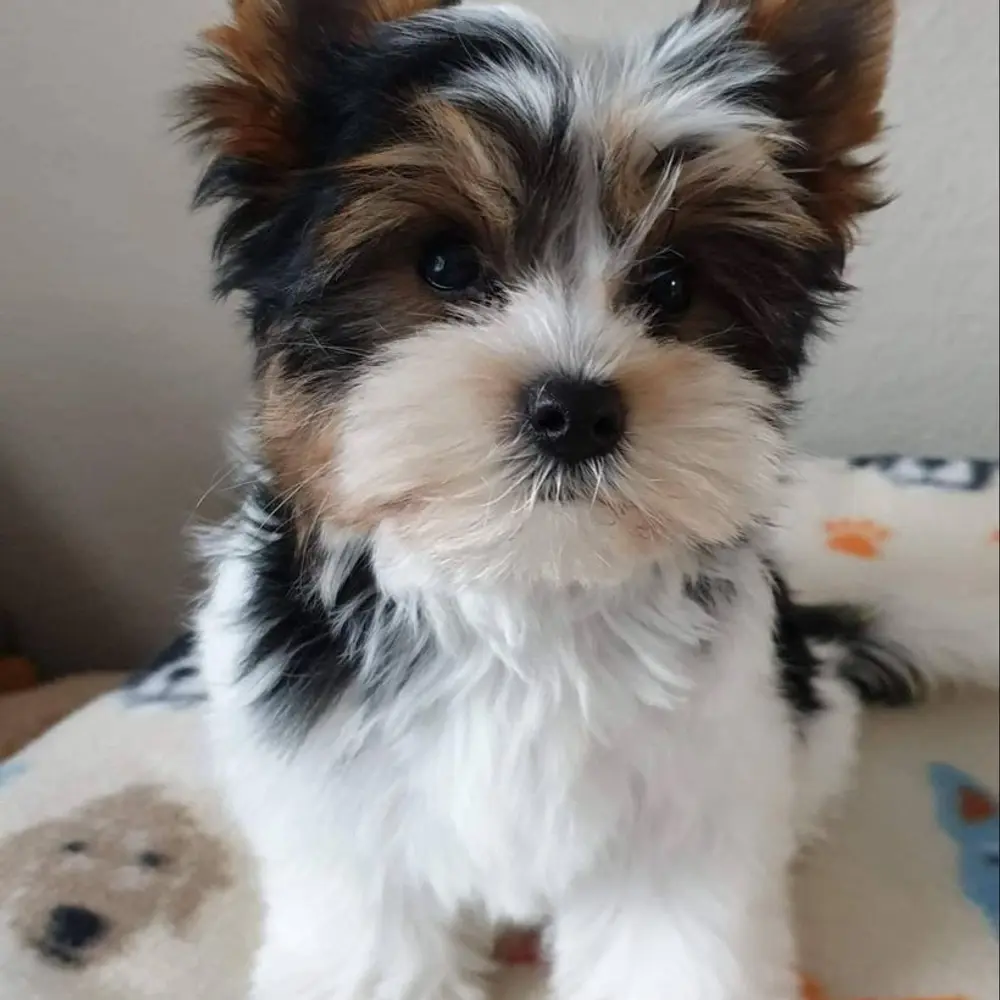 Jorkšírský teriér s PP FCI