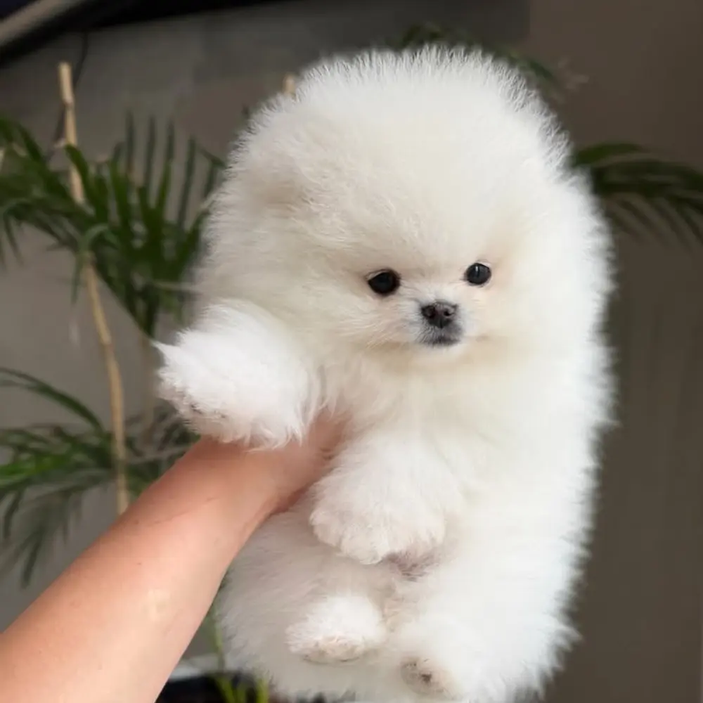 Rozkošná bezplatná štěňata pomeranianů na dárek 