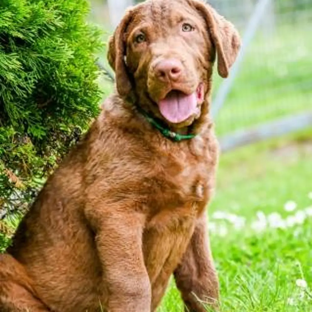 Hnědý retriever(jako hnědý labrador-chesapeake)sPP