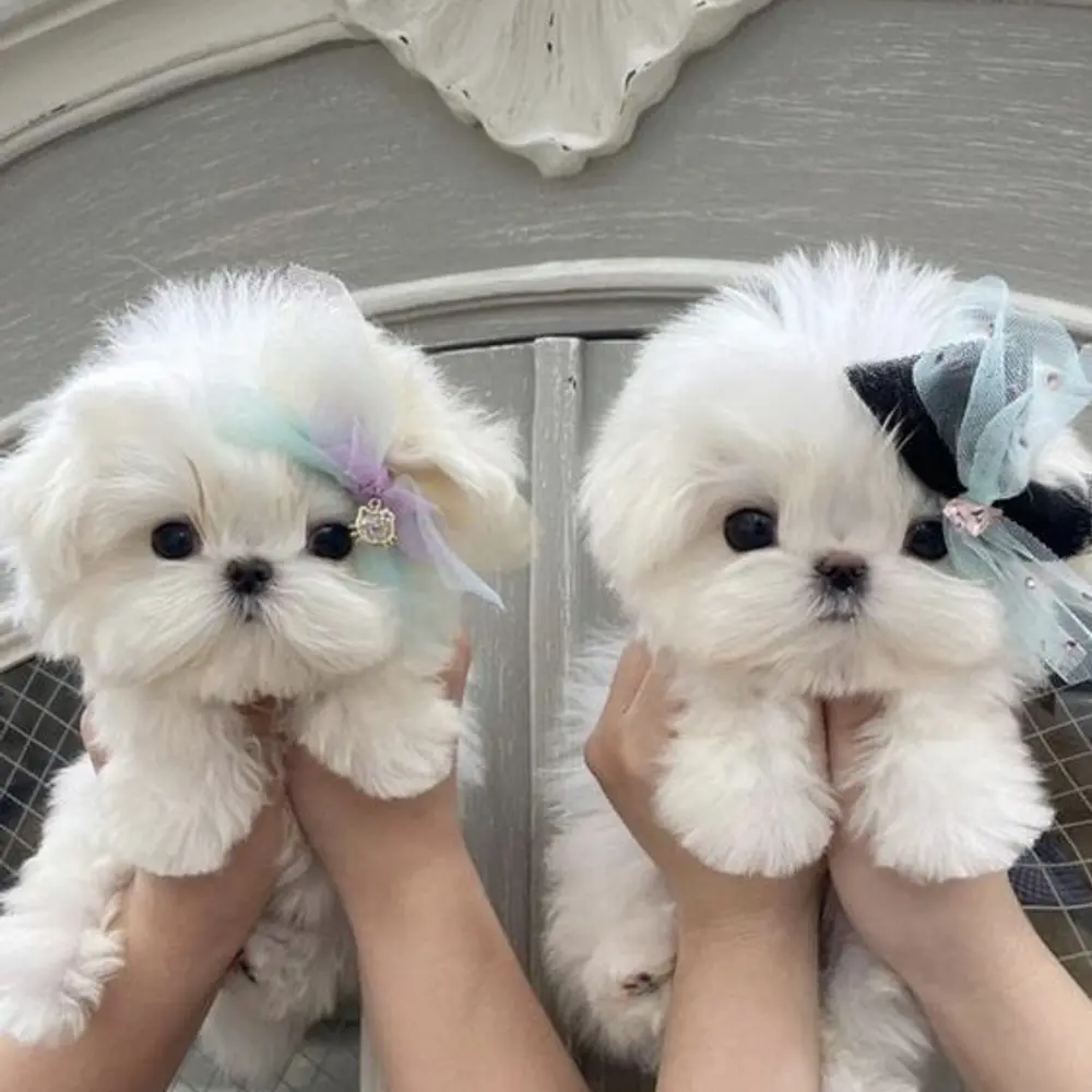 Zdravá štěňátka maltézáka a fenky k adopci zdarma  