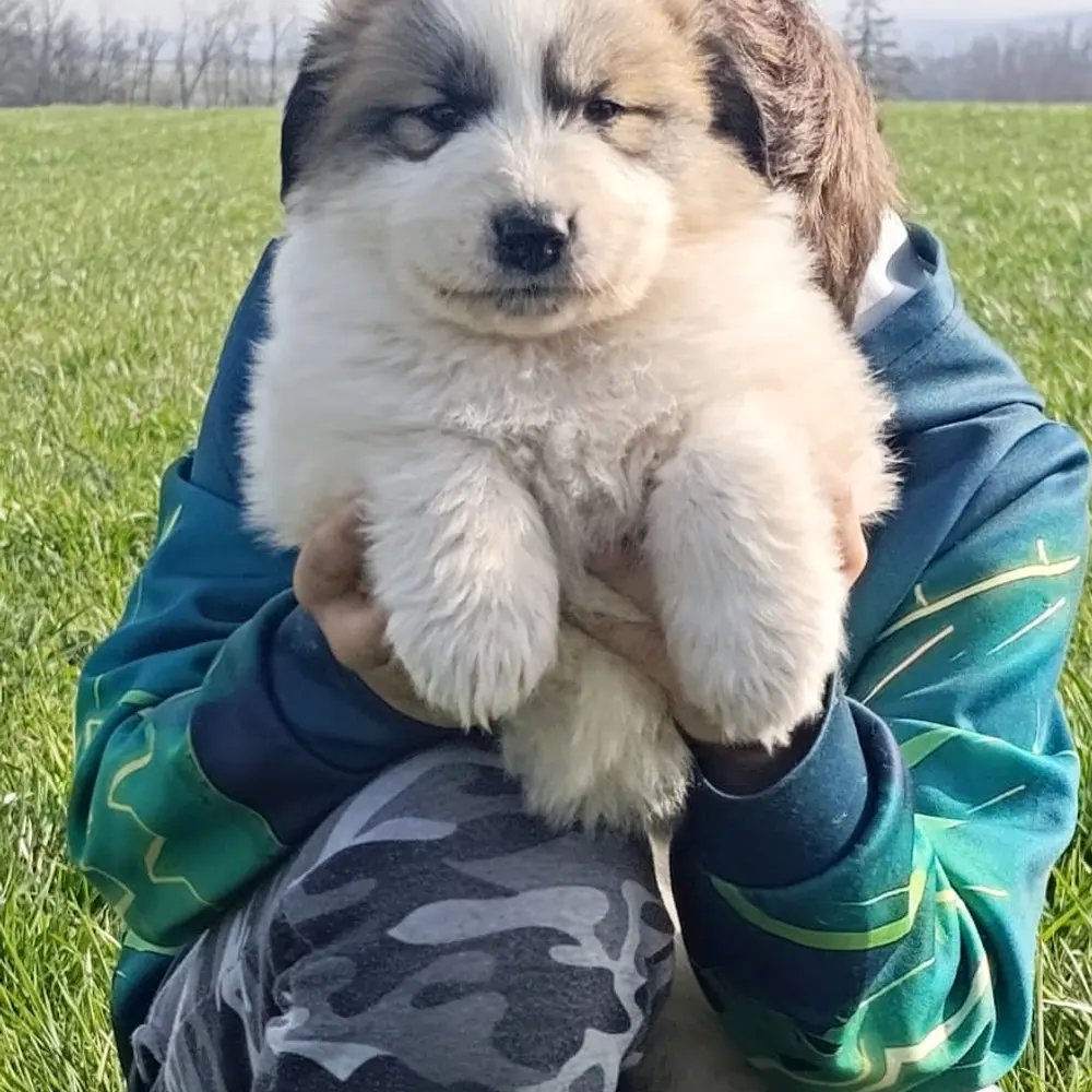 Pyrenejský horský pes chlupáči