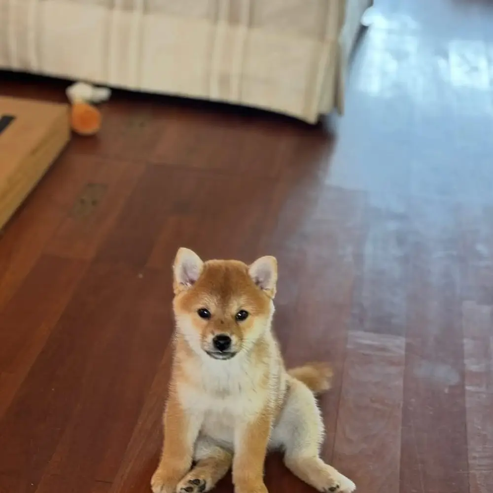 KOUPIT ŠTĚŇATA SHIBA INU SAMCE A SAMICE 