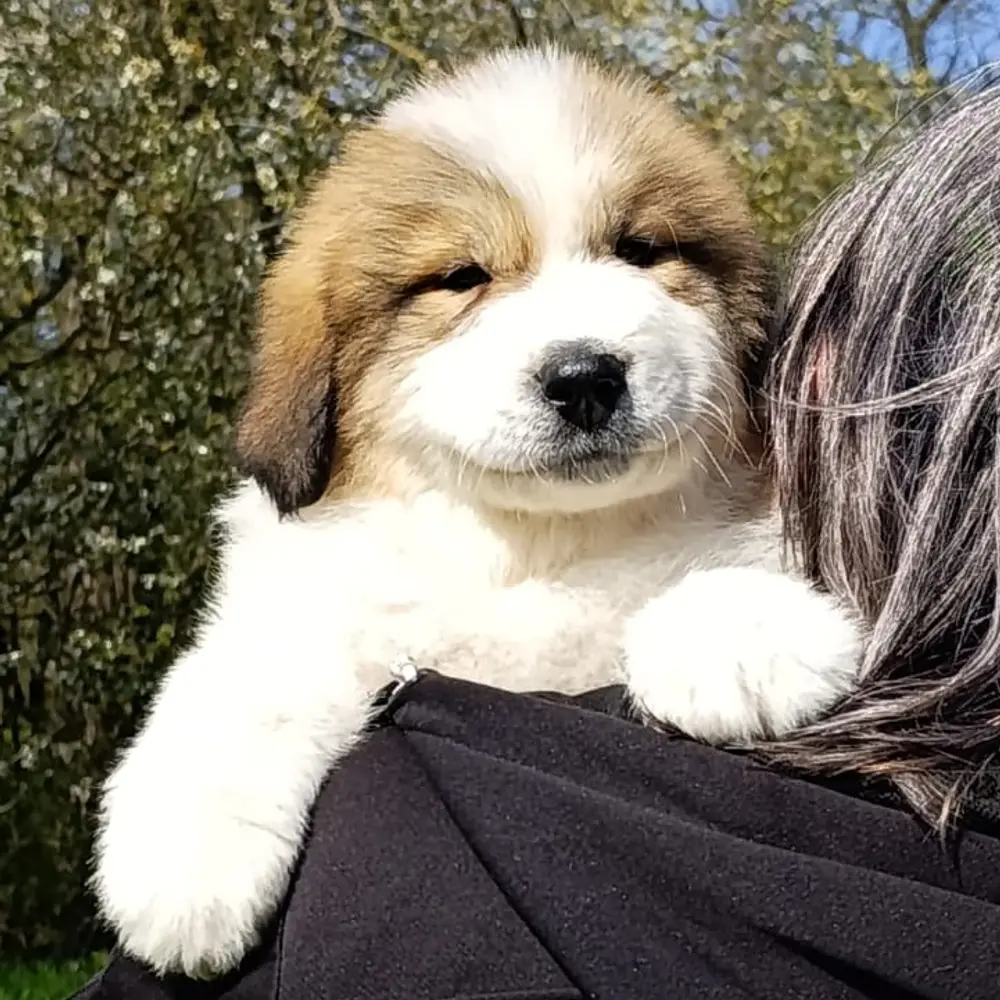 Pyrenejský horský pes chlupáči