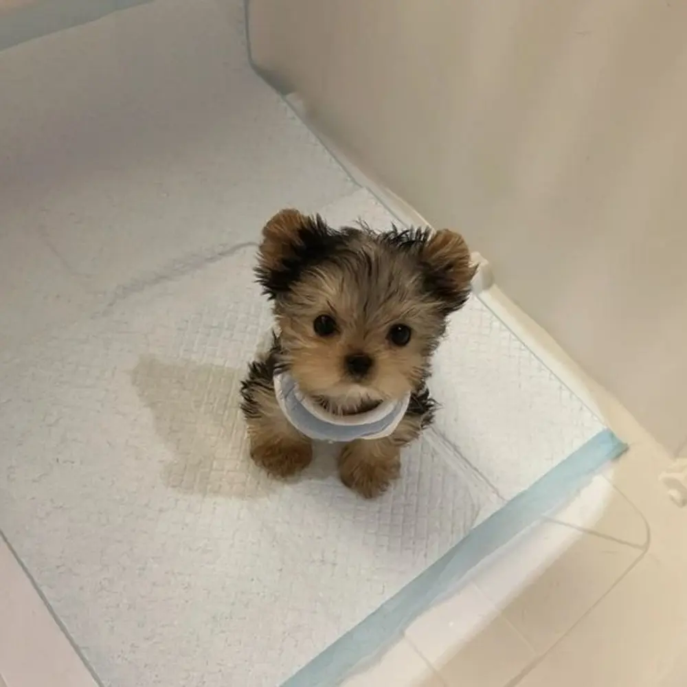 Dárek zdarma Dvě štěňata Yorkie k adopci zdarma