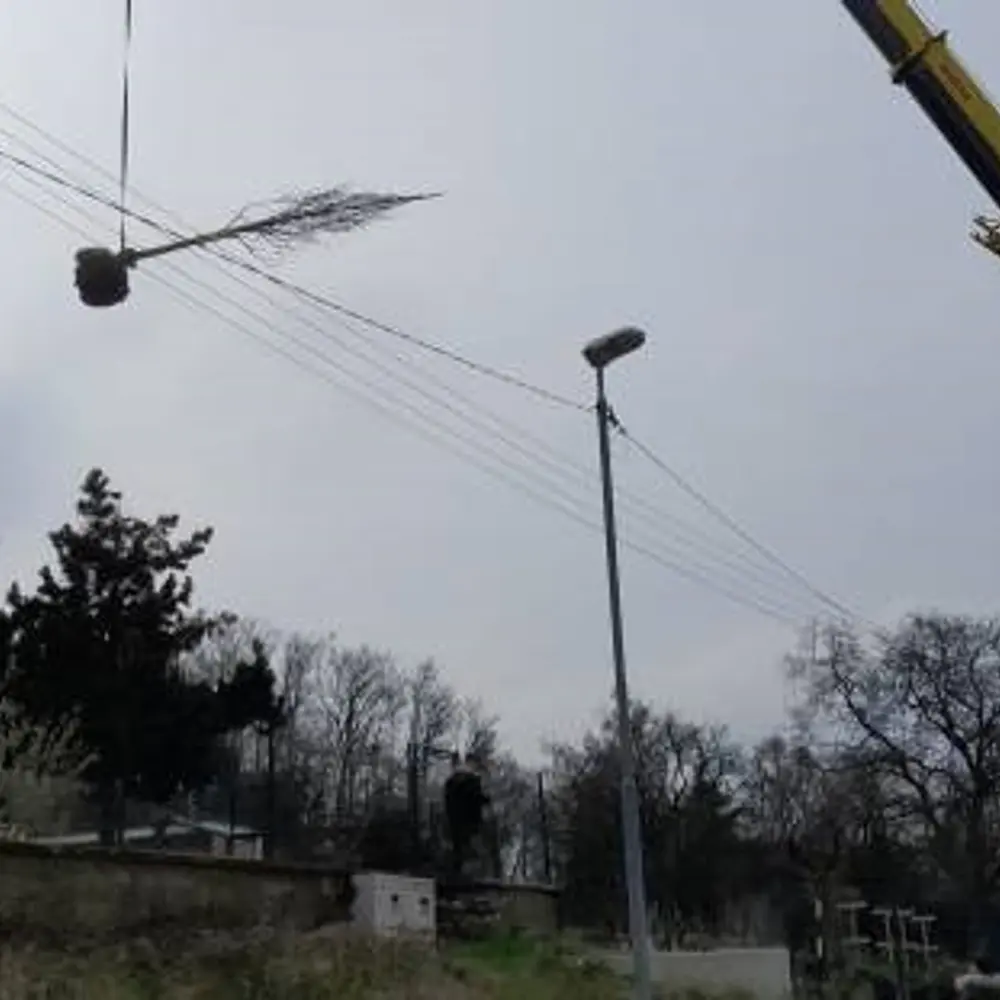 Prodej vzrostlých dřevin - celá ČR