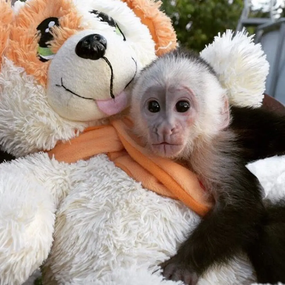 Zdarma Dítě kapucínské opice k adopci nyní zdarma