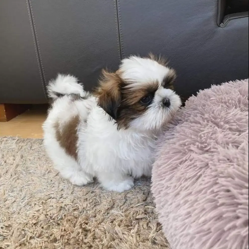 Shih-tzu - štěňata bez pp