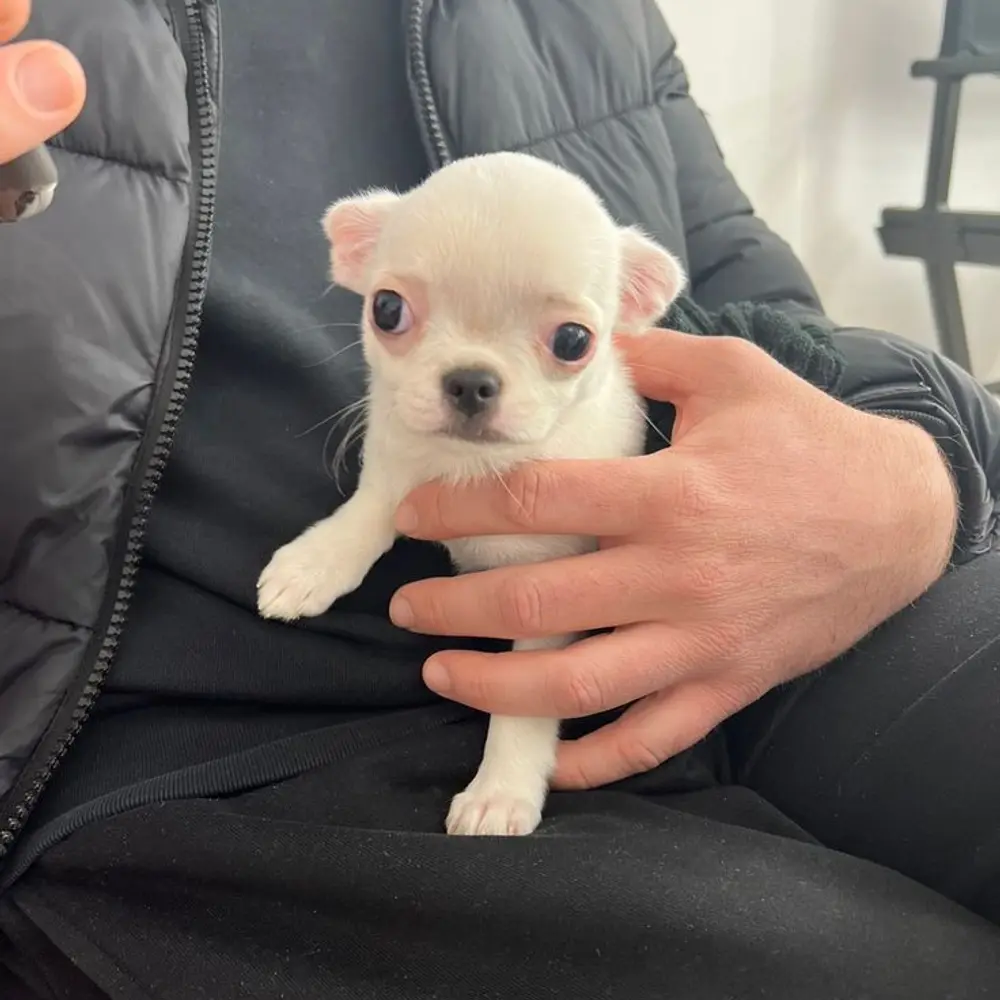 Dárek zdarma Štěňata čivavy k adopci zdarma