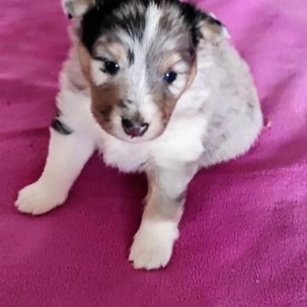 Šeltie - sheltie, pejsci s PP