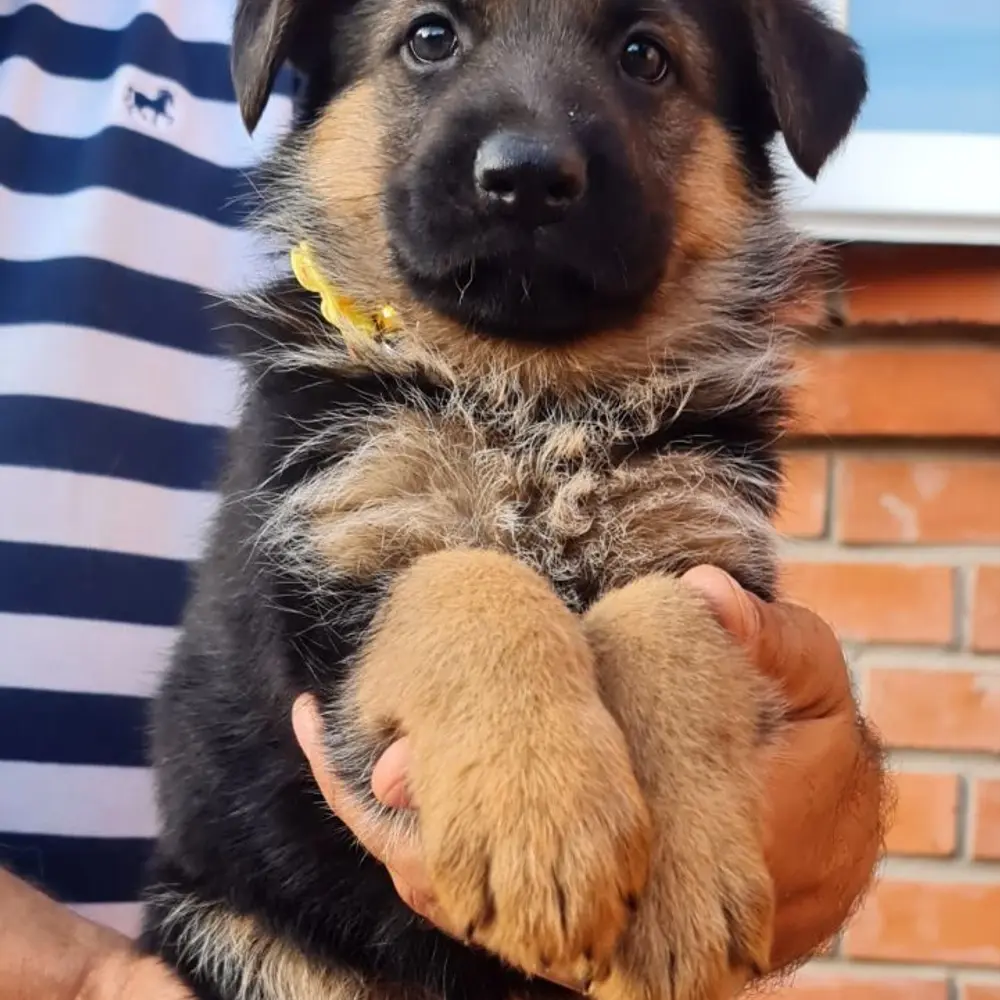 Roztomilá štěňata německých ovčáků zdarma k adopci 