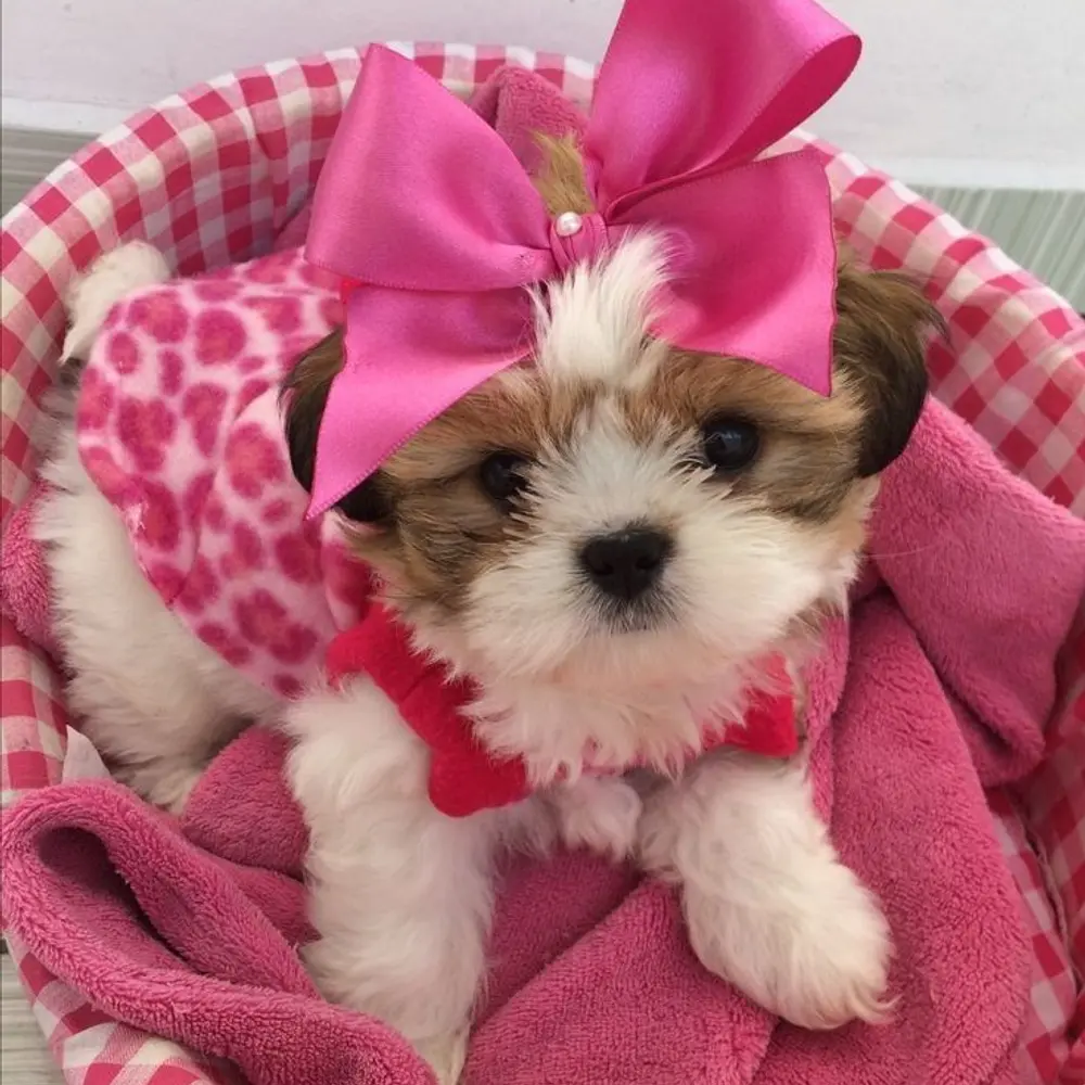 Dárek štěňátka shih tzu k adopci zdarma