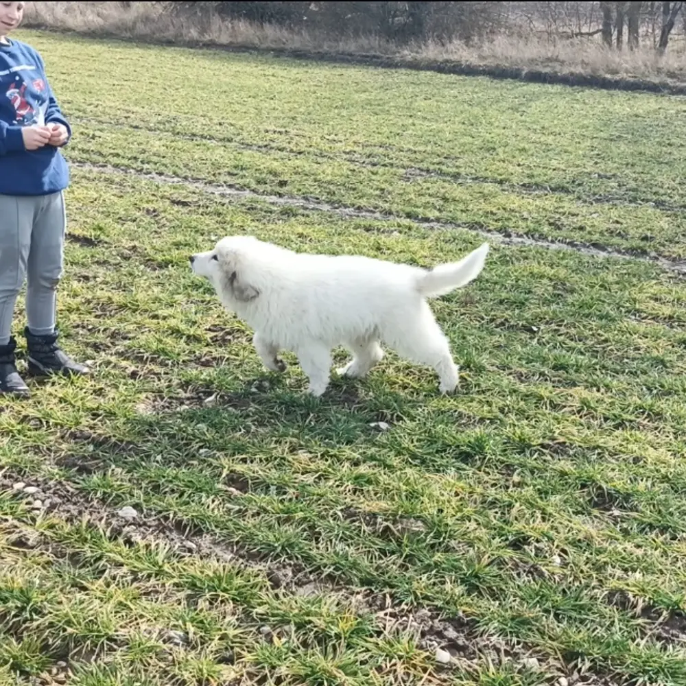 Pyrenejský horský pes chlupáči